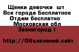 Щенки девочки 4шт - Все города Бесплатное » Отдам бесплатно   . Московская обл.,Звенигород г.